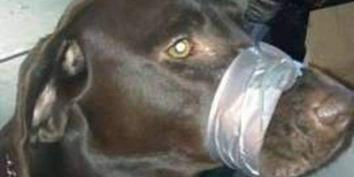 US woman charged after social media backlash over dog's taped muzzle